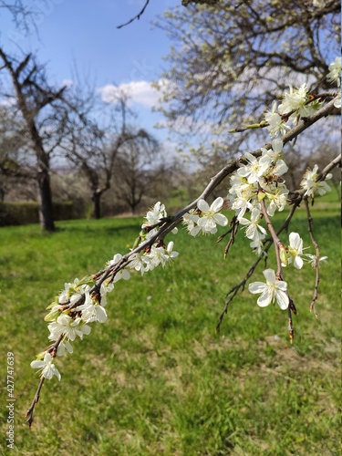 Blossoming tree in Birkmannsweiler 2 - by juma