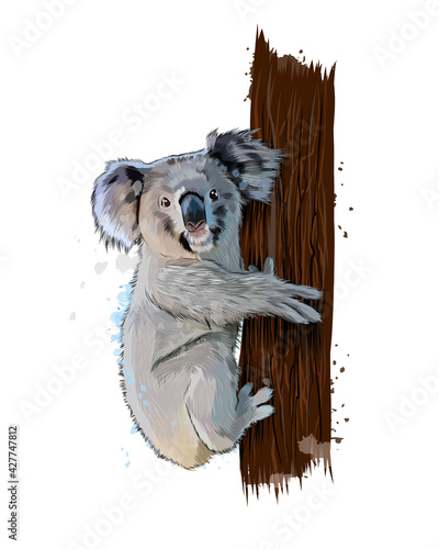 Koala from a splash of watercolor, colored drawing, realistic. Vector illustration of paints
