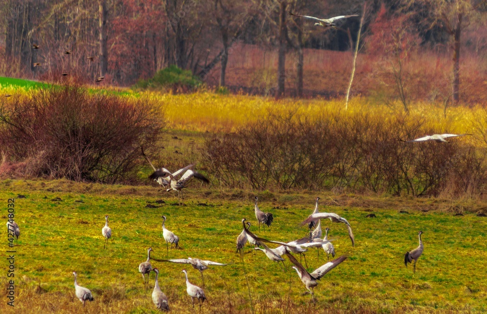 Cranes