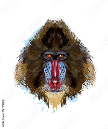 Fotografia Monkey Mandrill head portrait from a splash of watercolor, colored drawing, realistic