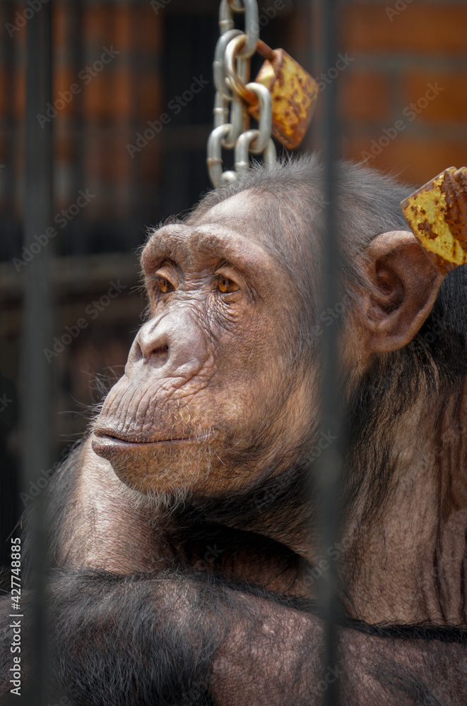 Portrait of a monkey in a zoo Portrait of a monkey in a zoo