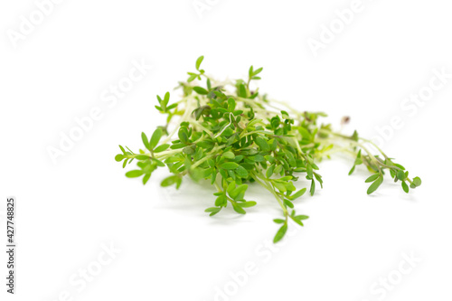 Organic microgreens isolate, healthy food concept. Diet