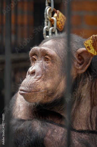 Portrait of a monkey in a zoo  