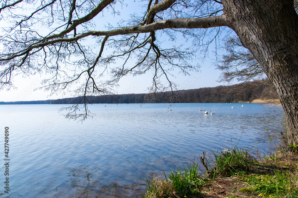 tree on the lake (Stienitzsee, Märkisch-Oderland, Brandenburg) tree on the lake (Stienitzsee, Märkisch-Oderland, Brandenburg)