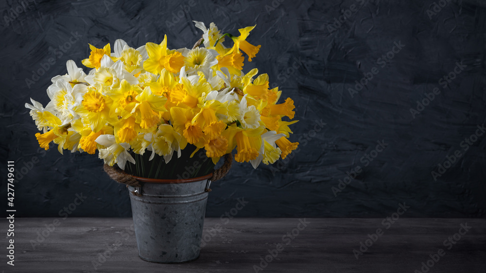  Fresh spring bright yellow daffodils flowers in metal pot on grey background. Copy space.