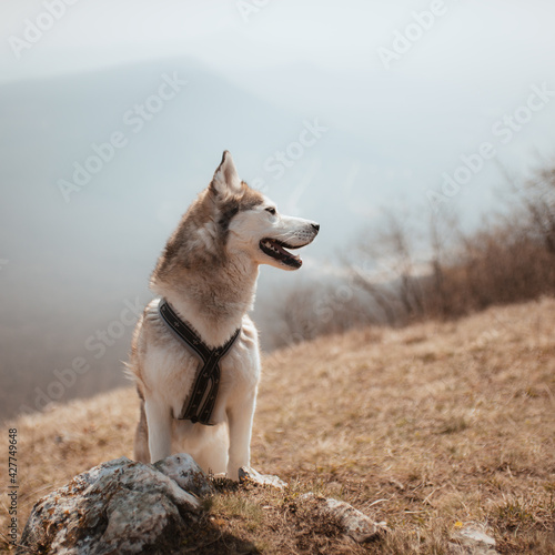 cute siberian husky dog standing on a hill in spring looking to the side