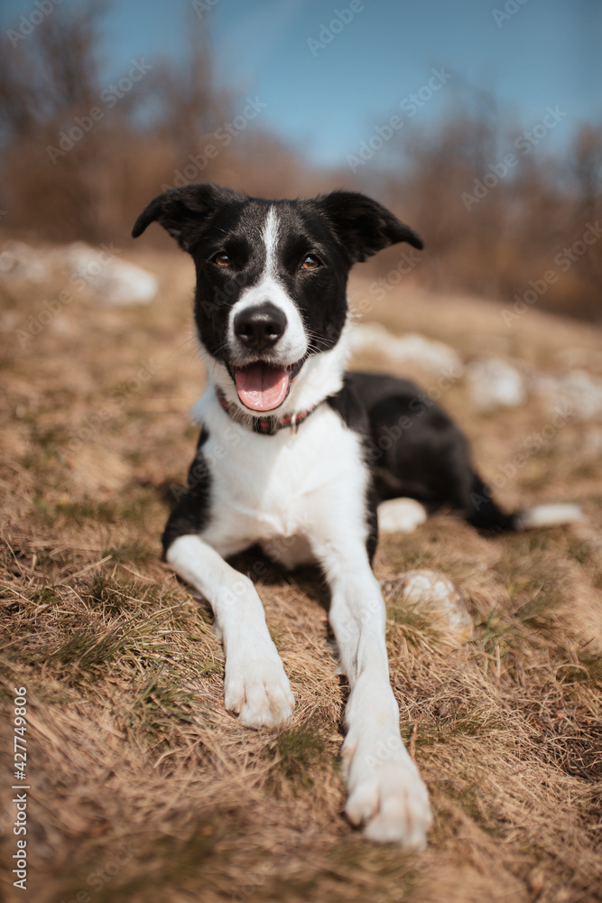 cute border collie dog lying down on a hill in spring looking happy