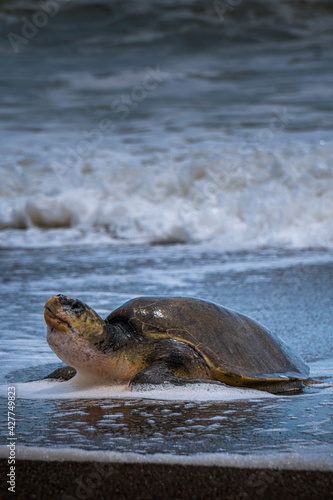 Bild auf Leinwand Pretty turtles spawning on the beach