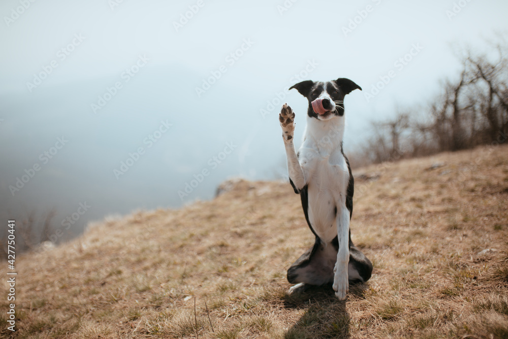 cute border collie dog doing sit pretty and wave trick on a hill in spring cute border collie dog doing sit pretty and wave trick on a hill in spring