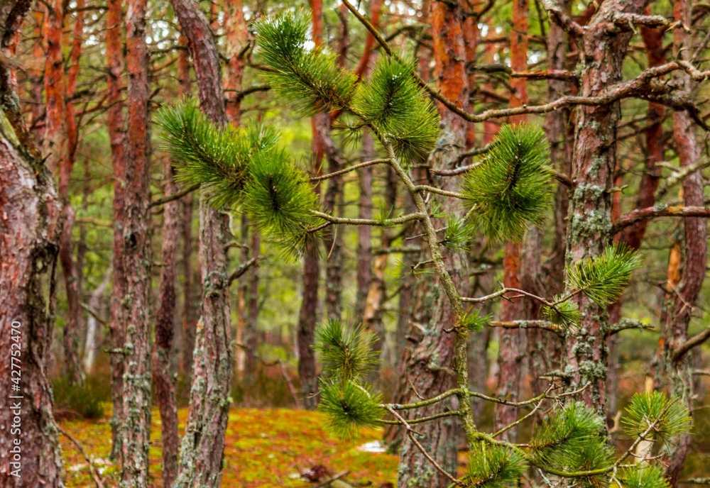 Pine