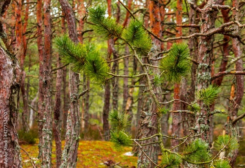Obraz na płótnie Pine w salonie