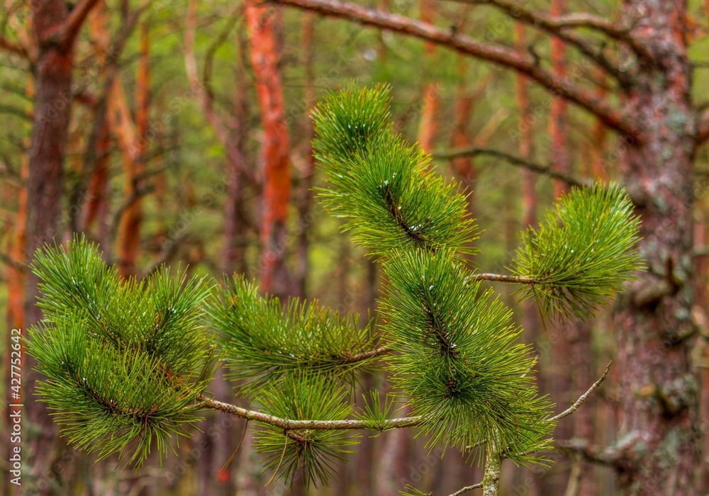Pine tree