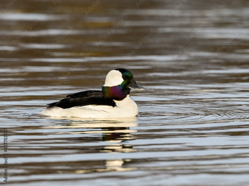 Obraz premium Male Bufflehead Swimming on Pond in Early Spring 
