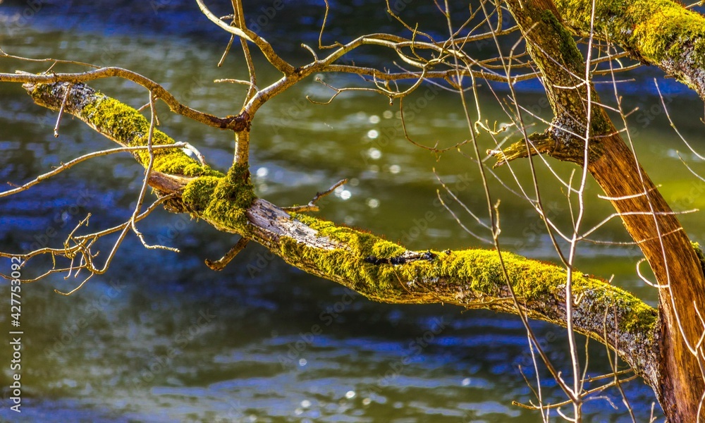 Forest moss