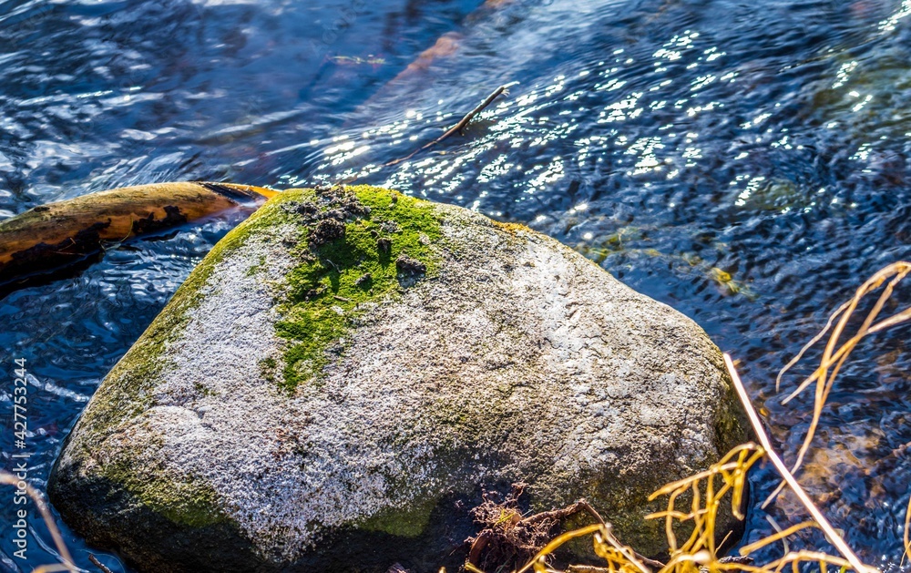 Forest moss