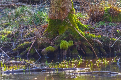 Obraz na płótnie Forest moss w salonie
