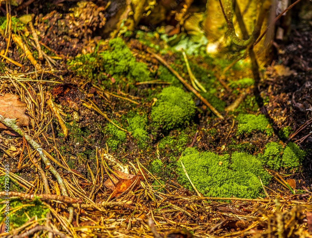 Forest moss