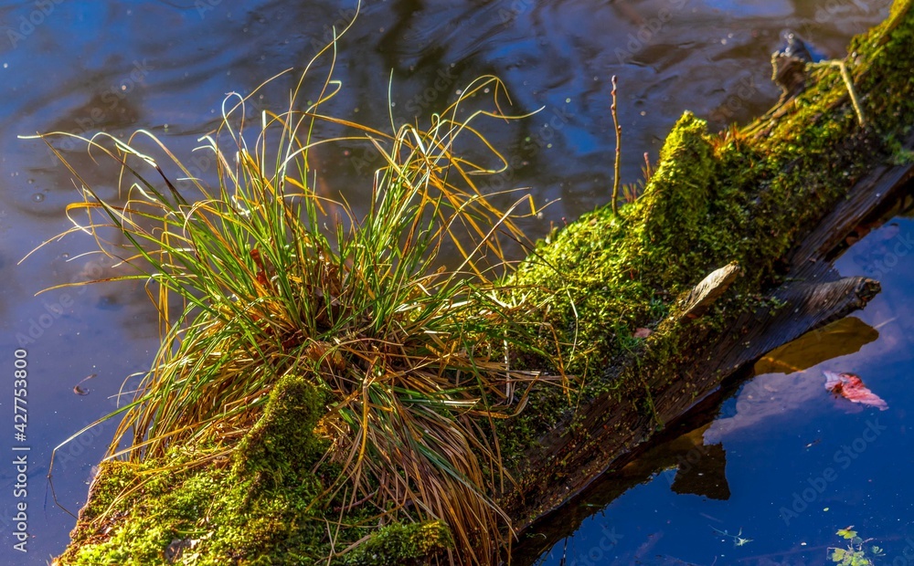 Forest moss