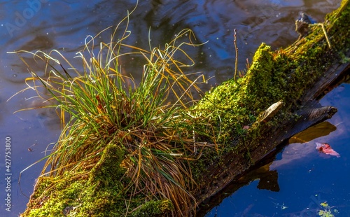 Obraz na płótnie Forest moss w salonie