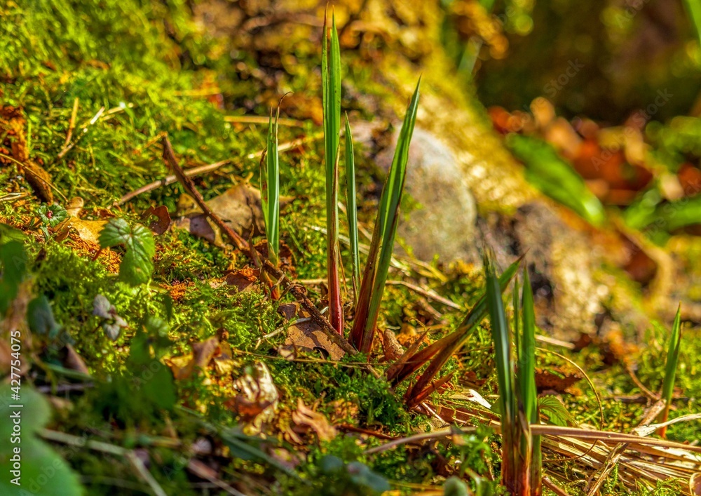 Forest moss