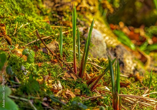 Obraz na płótnie Forest moss w salonie