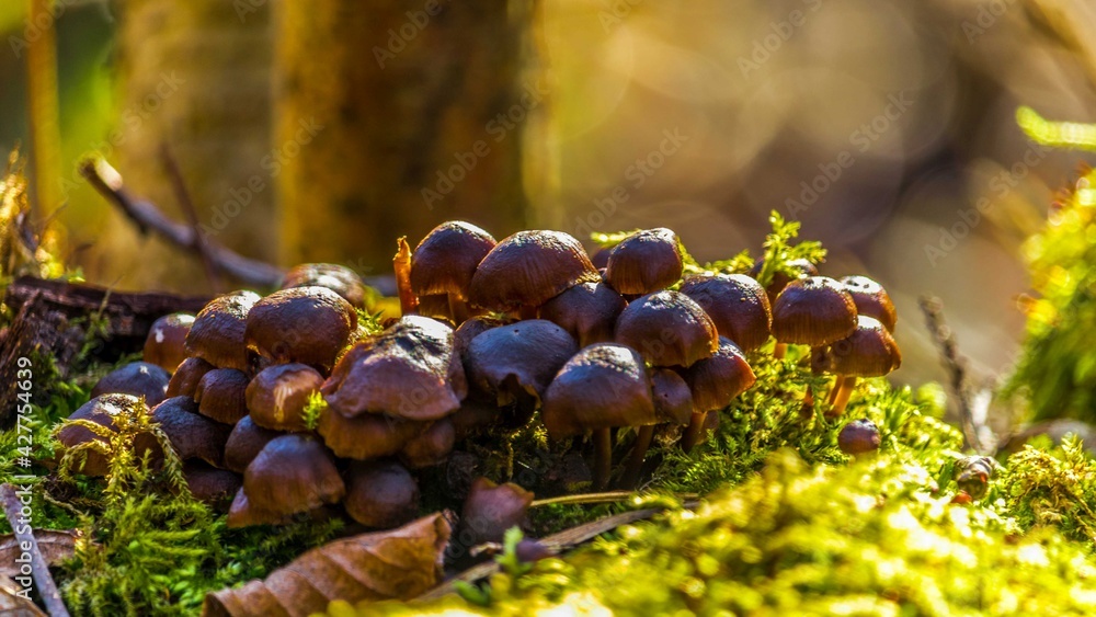 Forest moss
