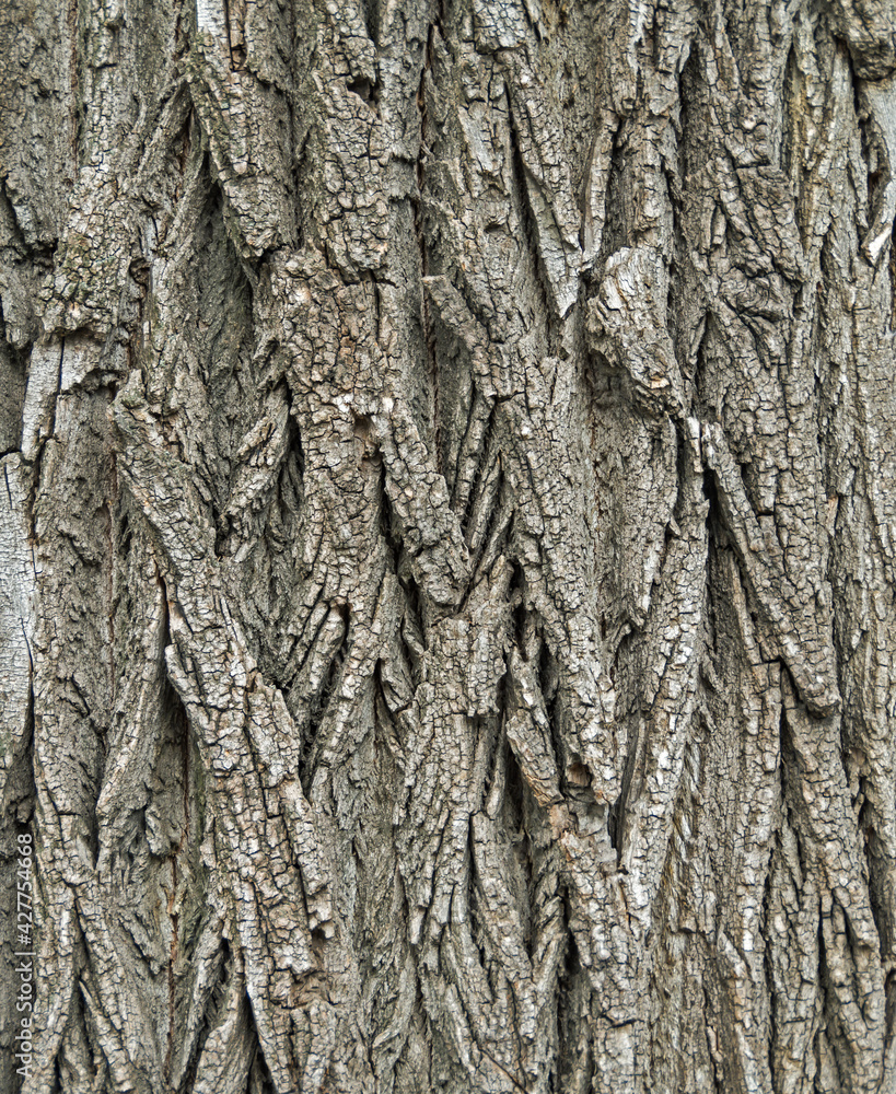 Bark acacia