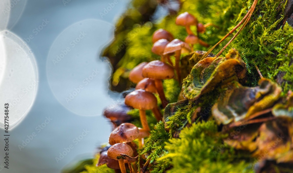 Mushroom