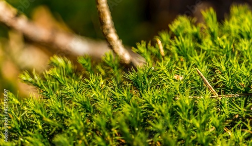 Obraz na płótnie Forest moss w salonie