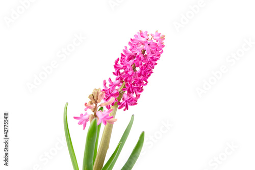 Hyacinth flower isolated white background. Spring magenta flower