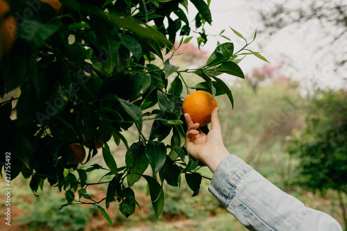 picking oranges in the field