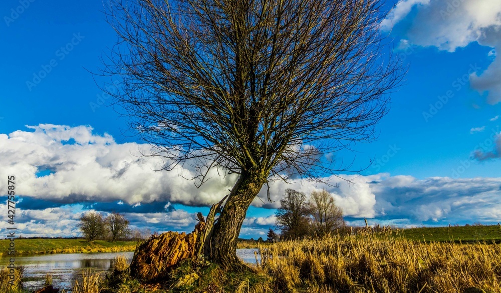 Tree on the Lake