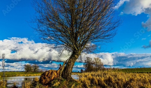 Obraz na płótnie Tree on the Lake w salonie