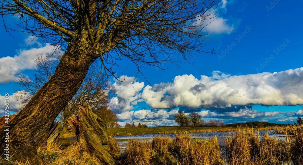 Alone tree on the Lake