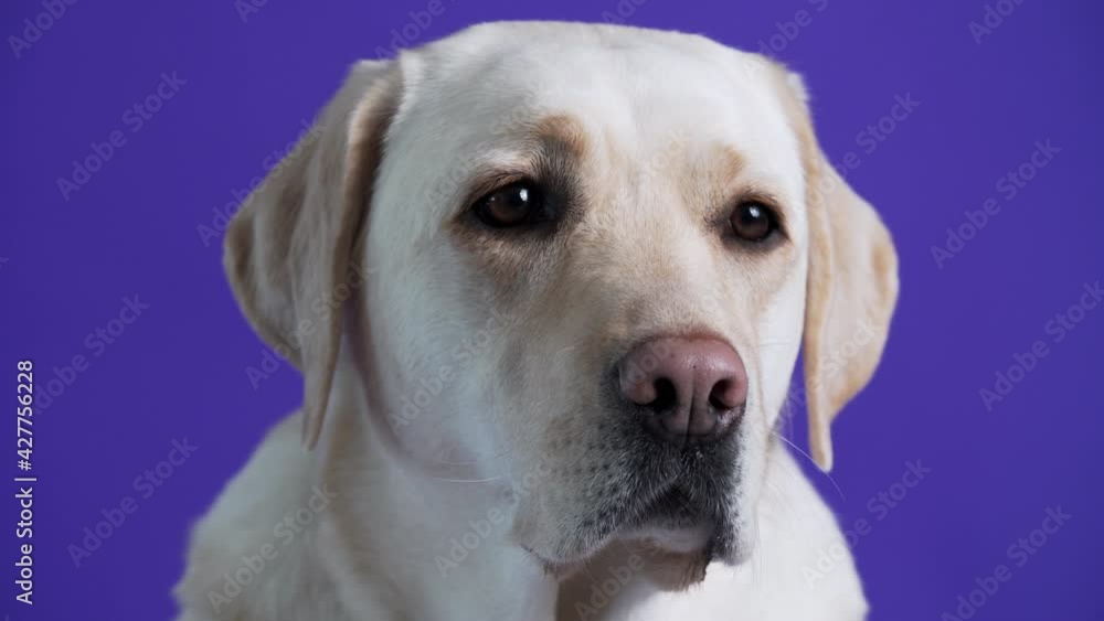 Close portrait of adorable golden retriever with brown eyes looking attentively at someone behind the camera. Violet background Close portrait of adorable golden retriever with brown eyes looking attentively at someone behind the camera. Violet background