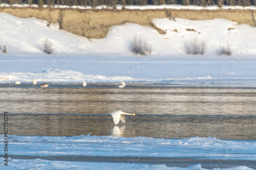 One large white arctic Trumpeter swan flying across the open waters of northern Canada during spring time with wings flapping in motion and hovering across the river. 