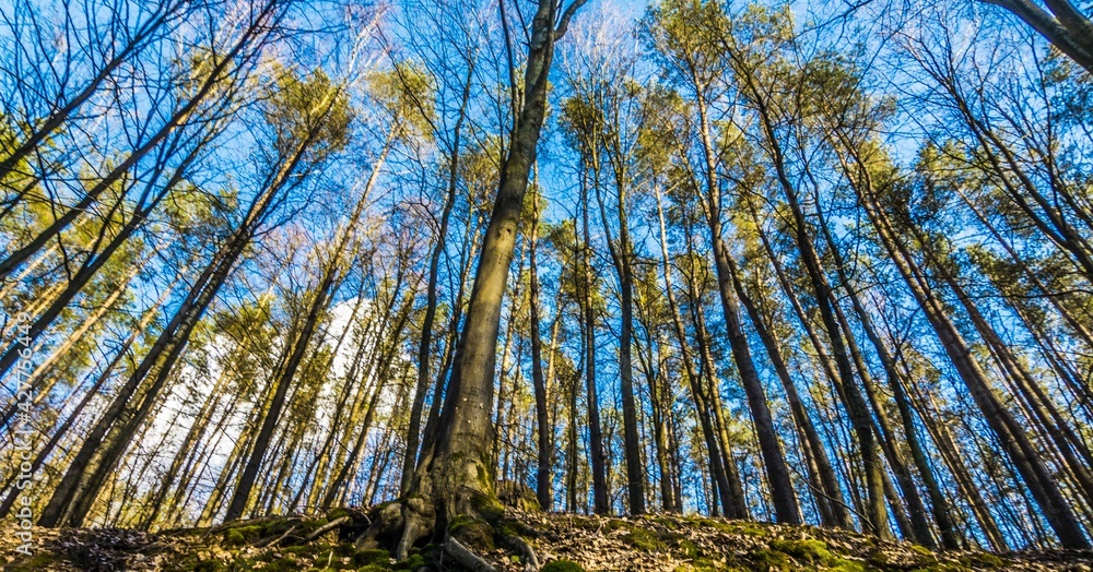 Forest trees