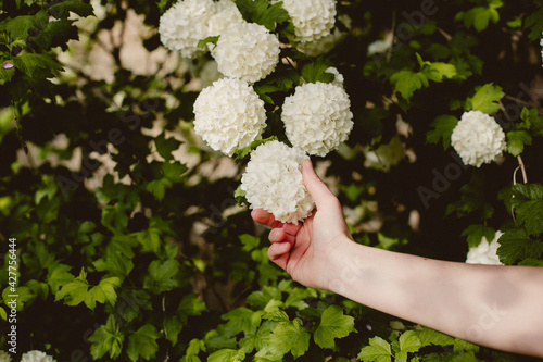 hand picking flower feel nature