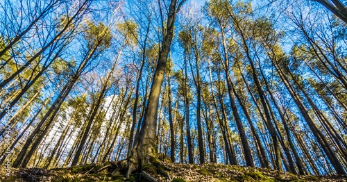 Obraz na płótnie Forest trees w salonie