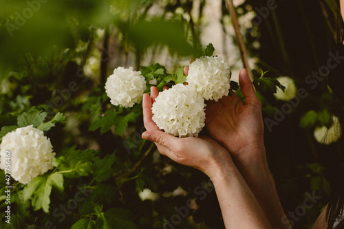 hand picking flower feel nature