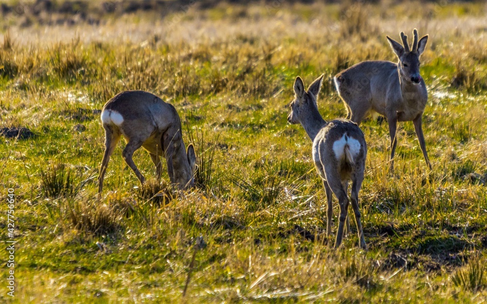 Deers