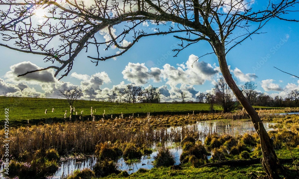 Tree on the Lake