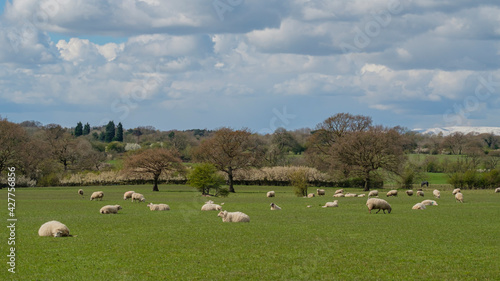 Sheep and lamb in the field © estherpoon
