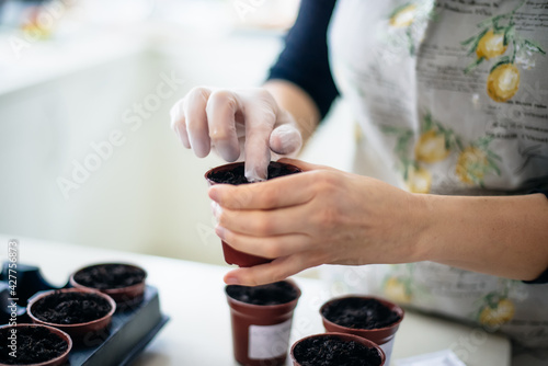 No face woman planting seeds in small pots at home kitchen. Preparing for new kitchen garden season. Sowing seeds. Soft selective focus, copy space.
