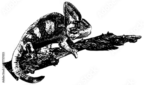 Veiled Chameleon on branch illustration in black on white background 
