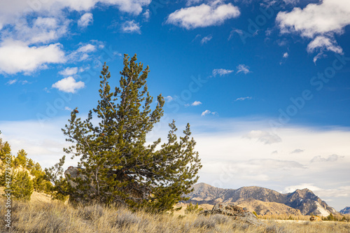 Εκτύπωση καμβά Pine Tree Stands in Wyoming Meadow