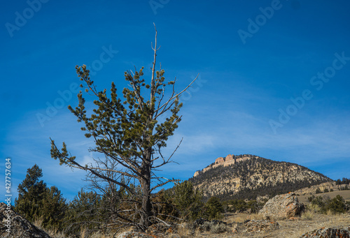 Dying Pine Tree in Rocky Mountains