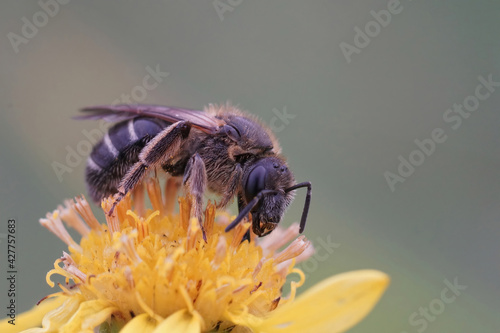 Female banded sweat bull-headed furrow bee (Lasioglossum zonulum) on a yellow flower photo