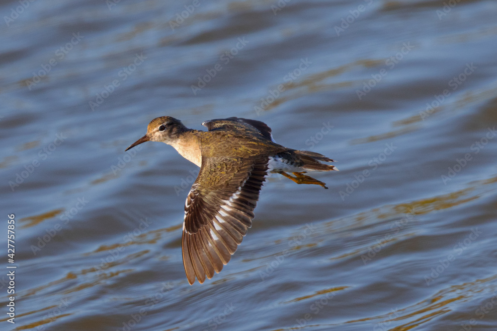 Obraz premium Close view of a Spotted Sandpiper flying in the wild, seen in a North California marsh 