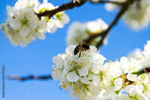 bee on a blossomed tree